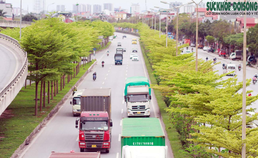 Những ngày cuối tháng 3, nhiều tuyến đường tại Thủ đô bất ngờ được khoác màu xanh mướt bởi hàng nghìn gốc bàng lá nhỏ (bàng Đài Loan) thay lá mới.