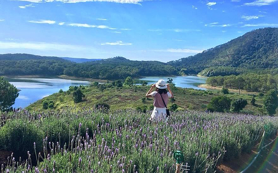Vườn hoa oải hương ở hồ Tuyền Lâm là điểm check-in yêu thích của du khách. 