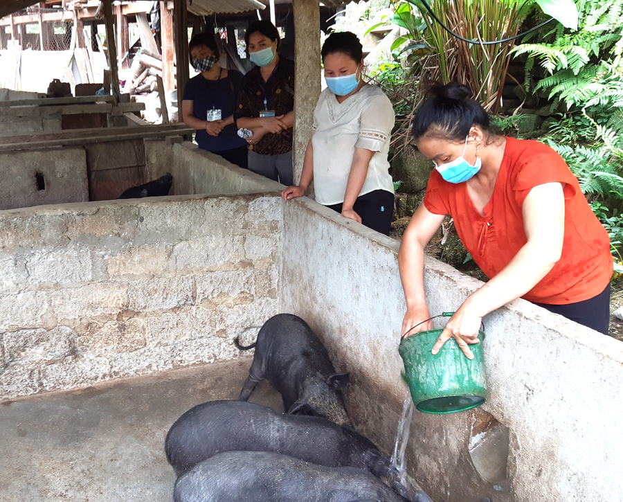 Mô hình chăn nuôi lợn của chị Bàn Thị Dẳm.
