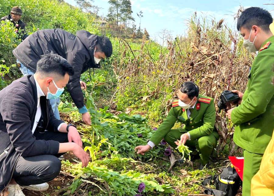  Công an huyện Đồng Văn thu giữ cây thuốc phiện trồng trái phép.
