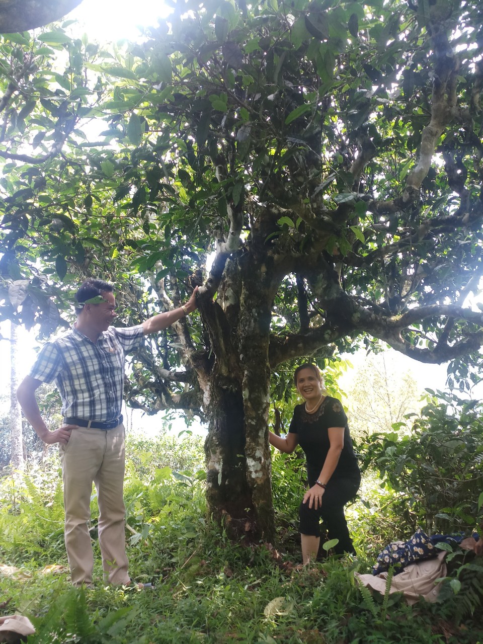 Du khách bên cây chè cổ thụ ở thôn Nậm An.
