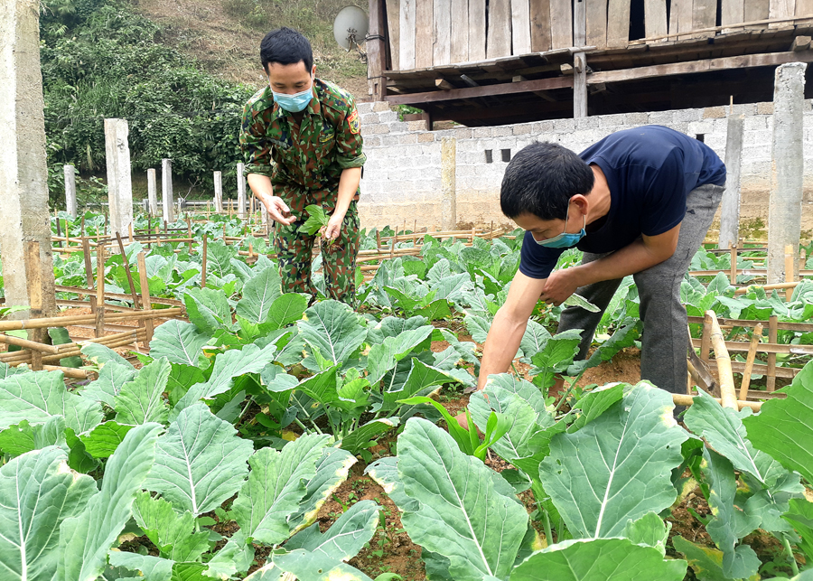 Chiến sĩ Đồn Biên phòng Cửa khẩu quốc tế Thanh Thủy hỗ trợ gia đình anh Bồn Văn Hành, thôn Nà Toong, xã Thanh Thủy (Vị Xuyên) cải tạo vườn.
