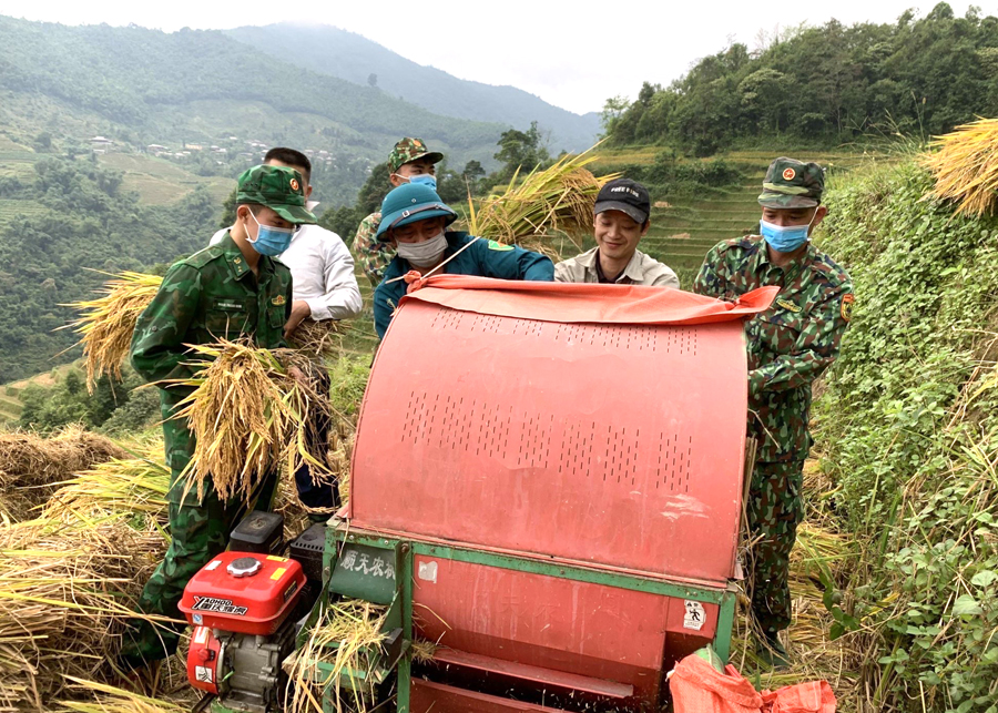 Đoàn viên Chi đoàn Đồn Biên phòng Cửa khẩu Quốc tế Thanh Thủy (Vị Xuyên) giúp dân thu hoạch lúa.