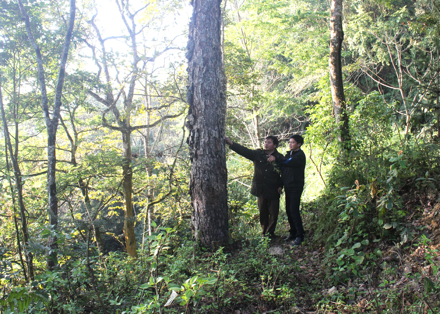 Rừng tự nhiên với những cây gỗ quý ở xã Chiến Phố luôn được người dân bảo vệ tốt. 