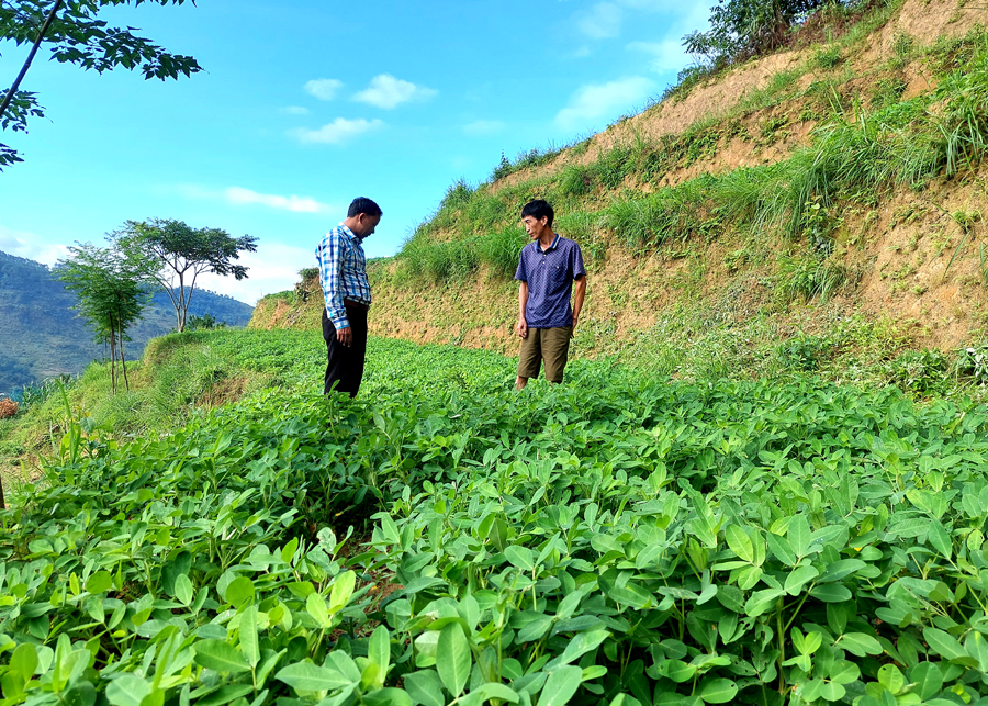 Người dân thôn Xếp, xã Đản Ván (Hoàng Su Phì) cải tạo vườn tạp trồng cây có giá trị kinh tế cao.