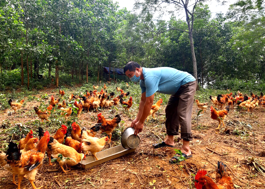 Đảng viên Nguyễn Tiến Lực, thôn Bế Triều phát triển chăn nuôi theo hướng gia trại.
