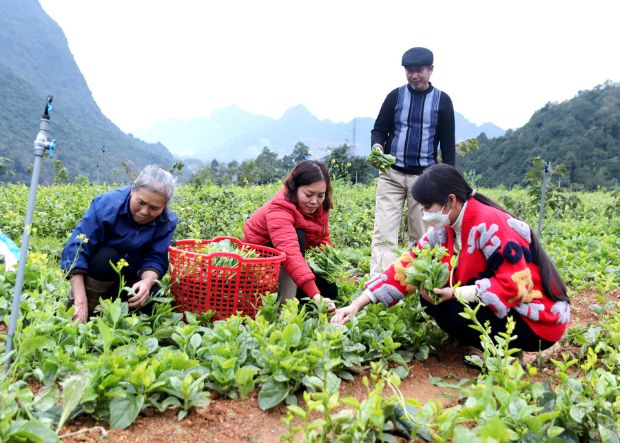 Người dân xã Ngọc Đường (thành phố Hà Giang) tích cực cải tạo vườn tạp.                                                                Ảnh: TƯ LIỆU