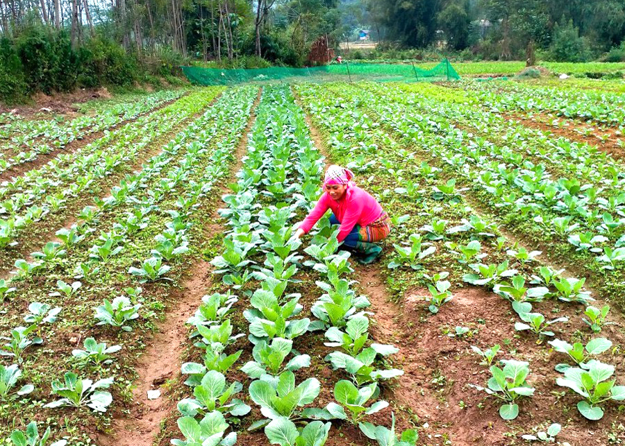  Người dân thị trấn Yên Bình trồng rau theo tiêu chuẩn VietGap.
