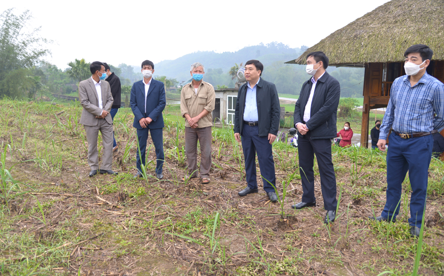 Phó Bí thư Tỉnh ủy Nguyễn Mạnh Dũng kiểm tra mô hình cải tạo vườn tạp tại thôn Cuông, xã Trung Thành.