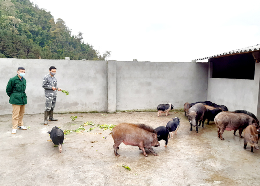 Nuôi lợn rừng Thái Lan và lợn đen theo quy mô gia trại mang lại nguồn thu ổn định cho gia đình anh Bồn Văn Tòng, thôn Nặm Tà.