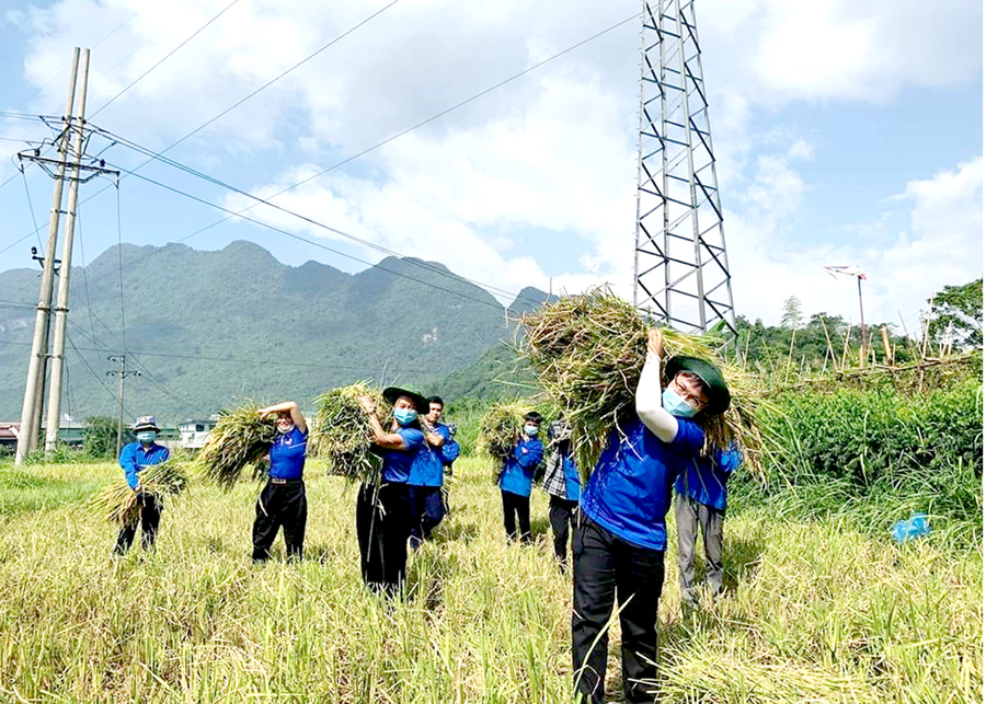 Đoàn viên, thanh niên thành phố Hà Giang giúp người dân xã Ngọc Đường thu hoạch lúa.

