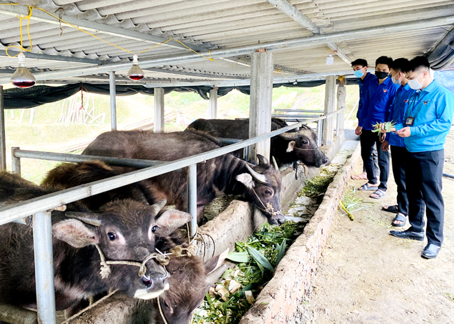 Mô hình nuôi trâu hàng hóa của đoàn viên Đặng Văn Dắm, thôn Nà Màu, xã Phương Tiến (Vị Xuyên).
