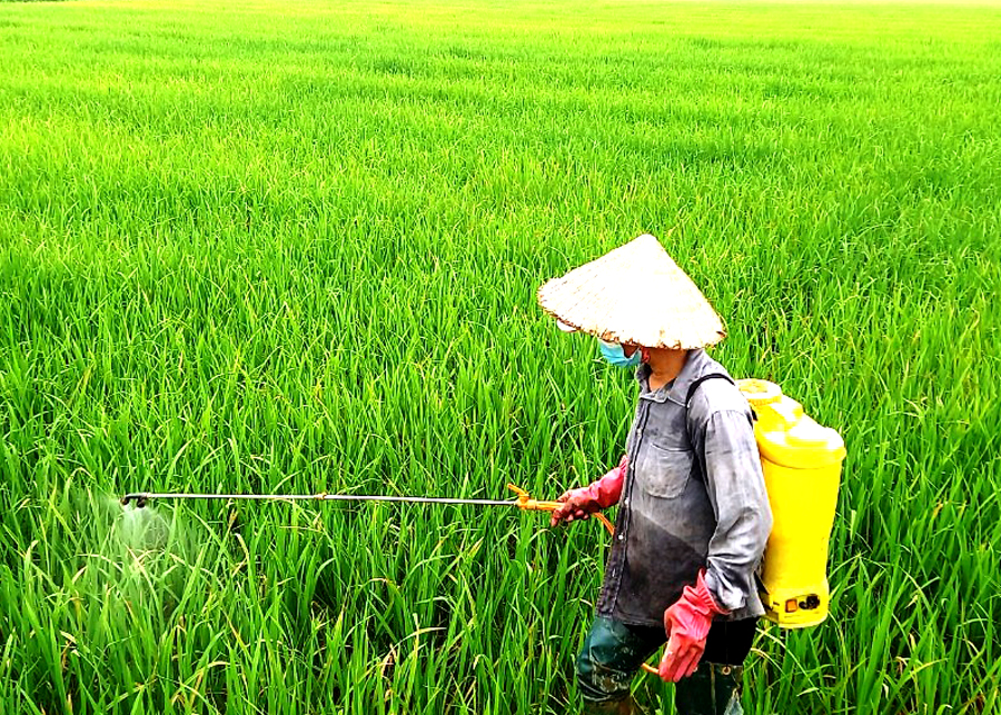 Nông dân xã Quang Minh (Bắc Quang) phun thuốc phòng trừ sâu bệnh hại lúa
