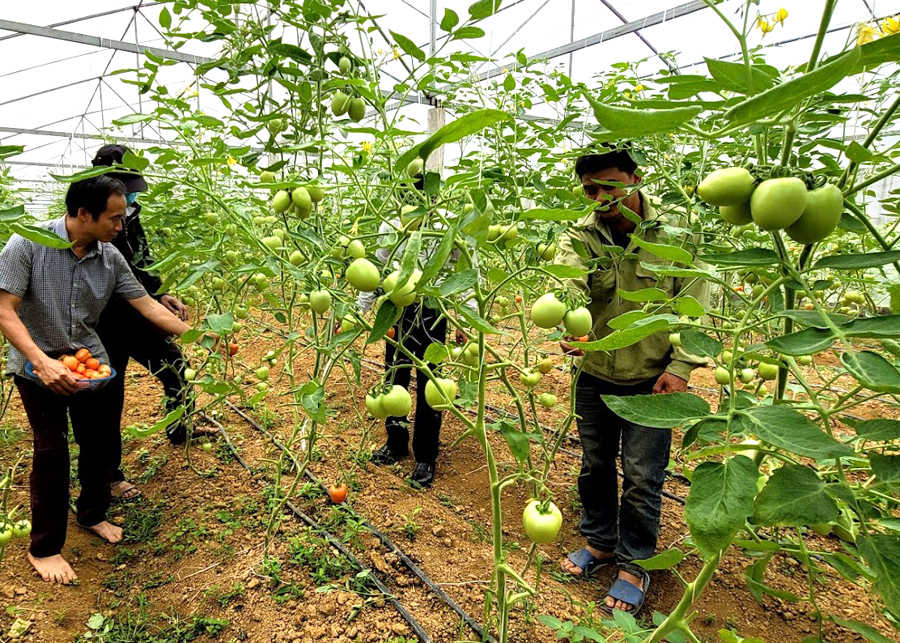 Gia đình anh Nguyễn Bình Chủ, thôn Bế Triều, xã Quang Minh (Bắc Quang) thu hoạch cà chua trong nhà lưới.