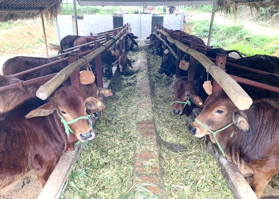 Trang trại nuôi bò nhập ngoại Braman của anh Mạc Văn Tỉnh, thôn Thống Nhất mang lại hiệu quả kinh tế cao.