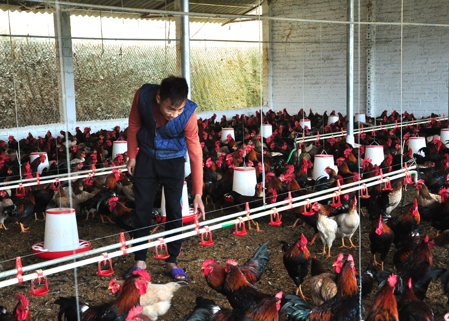 Chăn nuôi gà Hoà Bình liên kết với doanh nghiệp đang trở thành phong trào của người dân xã Vĩnh Hảo.
