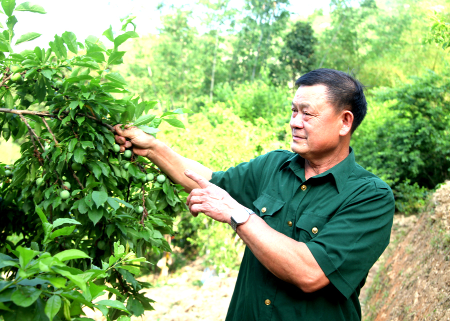 Cựu chiến binh Nguyễn Văn Thình, thôn Nà Quang, thị trấn Yên Minh gương mẫu phát triển kinh tế vườn.
