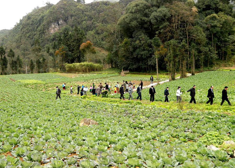 Mô hình cải tạo vườn tạp trồng rau ở xã Sảng Tủng (Đồng Văn).