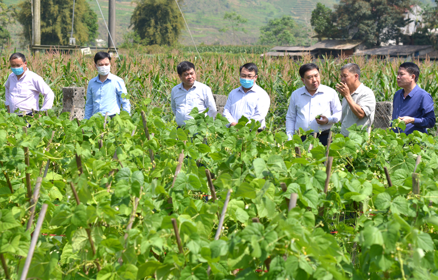 Phó Bí thư Tỉnh ủy Nguyễn Mạnh Dũng thăm mô hình chuyển đổi cơ cấu cây trồng tại thôn Nà Sài
