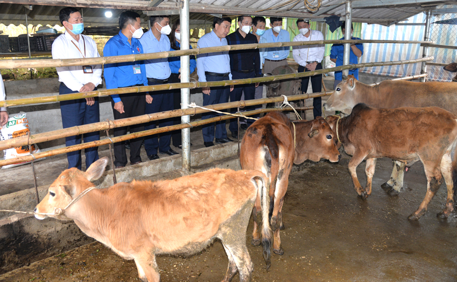 Phó Bí thư Tỉnh ủy Nguyễn Mạnh Dũng thăm mô hình chăn nuôi bò tại xã Đồng Yên.

