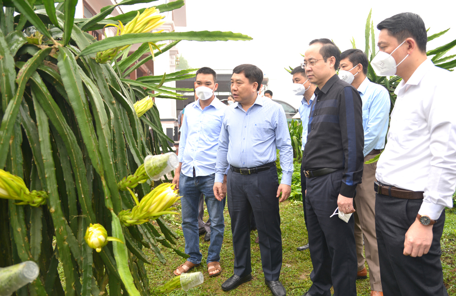 Phó Bí thư Tỉnh ủy Nguyễn Mạnh Dũng thăm hộ gia đình trồng cây thanh long mang lại hiệu quả kinh tế cao tại xã Đồng Yên.