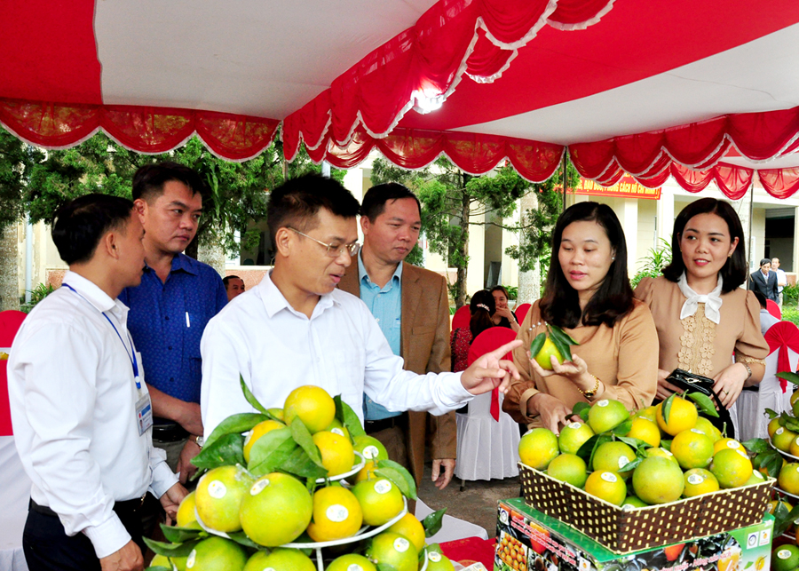 Cam, quýt là sản phẩm nông nghiệp có lợi thế cạnh tranh ở Bắc Quang.

