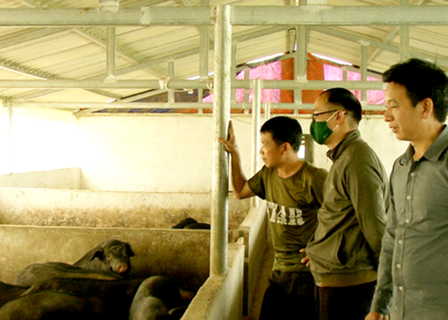 Mô hình nuôi lợn của anh Ly Văn Bình, thôn Tùng Nùn, xã Lùng Tám (Quản Bạ).
