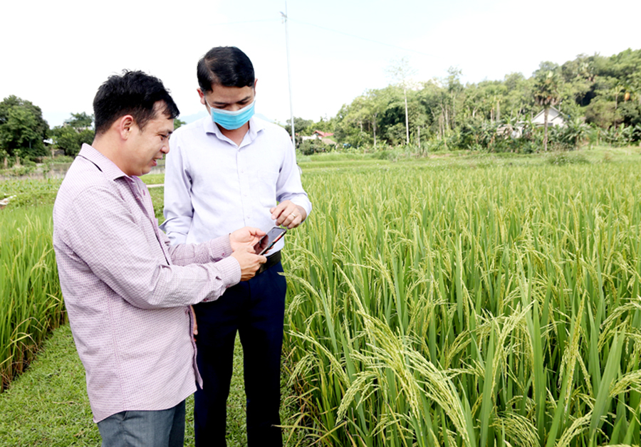 Cán bộ xã Quang Minh kiểm tra hình ảnh, video chăm sóc lúa trên phần mềm nhật ký điện tử.