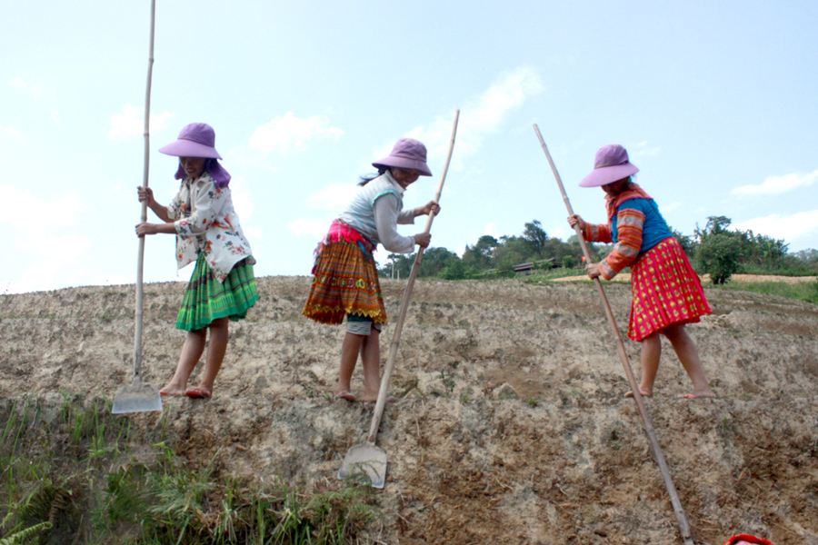 Phụ nữ dân tộc Mông huyện Hoàng Su Phì làm cỏ bờ ruộng bậc thang.