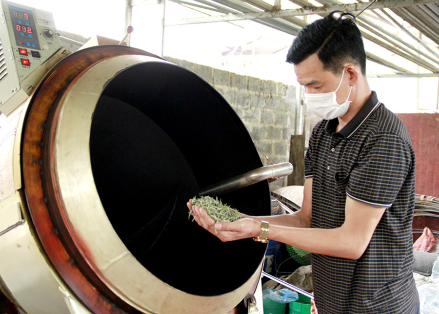 Anh Đặng Văn Thắng, thôn Tham Vè kiểm tra chất lượng sản xuất chè Xuân.
