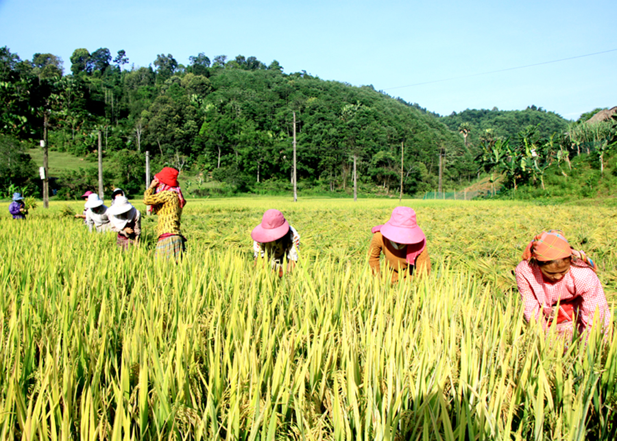 Nhờ việc áp dụng mạ khay, máy cấy năng suất lúa của huyện Quang Bình đạt 59,8 tạ/ha.
