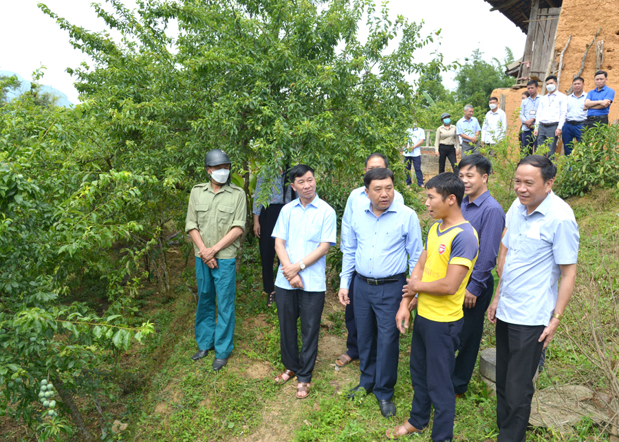 Phó Bí thư Tỉnh ủy Nguyễn Mạnh Dũng thăm mô hình trồng cây mận tam hoa ở xã Tả Nhìu.