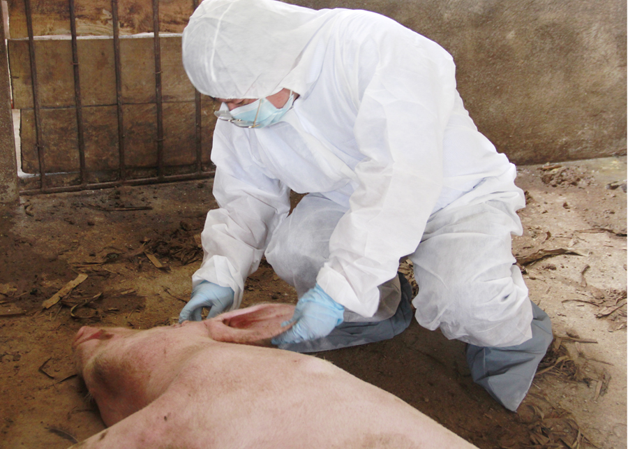 Cán bộ thú y huyện Vị Xuyên kiểm tra, lấy mẫu xét nghiệm lợn có biểu hiện ốm, chết.
