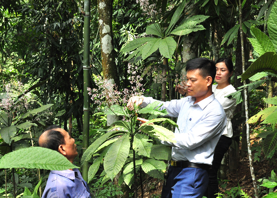 Cán bộ xã Việt Vinh thăm rừng trồng cây Khôi tía dưới tán cây của thôn Tân Tiến.

