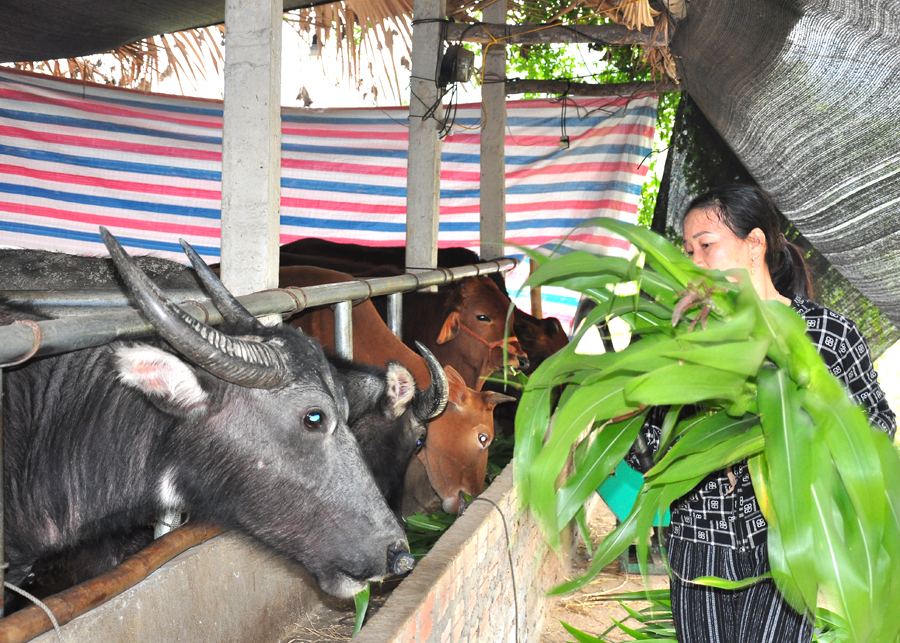 Chăn nuôi trâu, bò hàng hoá ở xã Liên Hiệp (Bắc Quang) đang gặp khó khăn trong tiêu thụ sản phẩm.
