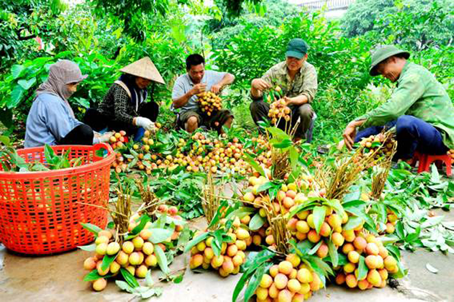Năm nay, huyện Thanh Hà có khoảng 1.600 ha vải sớm (chủ yếu ở các xã khu Hà Đông), sản lượng ước đạt hơn 25.000 tấn, tương đương năm ngoái

