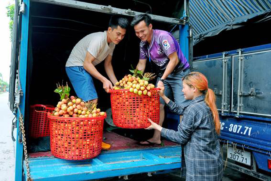 Ngày 25.5, Cơ sở thu mua vải của anh Lê Quý Nam ở xã Thanh Cường (Thanh Hà) xuất khẩu được 20 tấn vải u hồng, giá gần 100.000 đồng/kg

