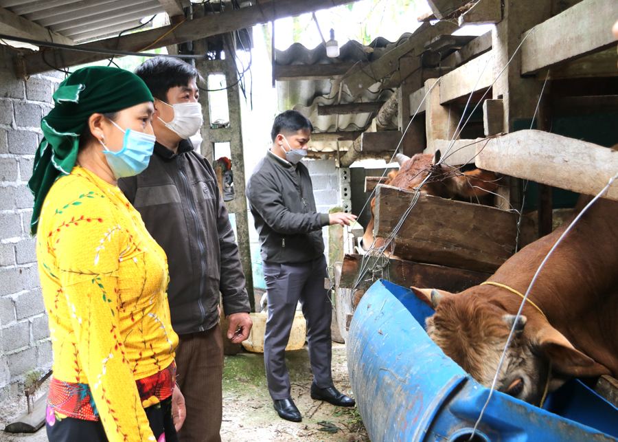 Hộ chị Hạng Thị Mỷ, thôn Cao Mã phát triển kinh tế từ chăn nuôi bò.
