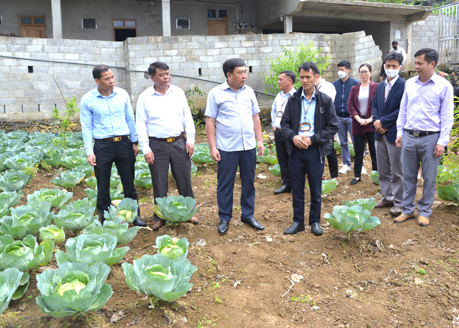 Phó Bí thư Tỉnh ủy Nguyễn Mạnh Dũng kiểm tra mô hình cải tạo vườn tạp trồng rau cải bắp, đào, lê tại xã Vần Chải
