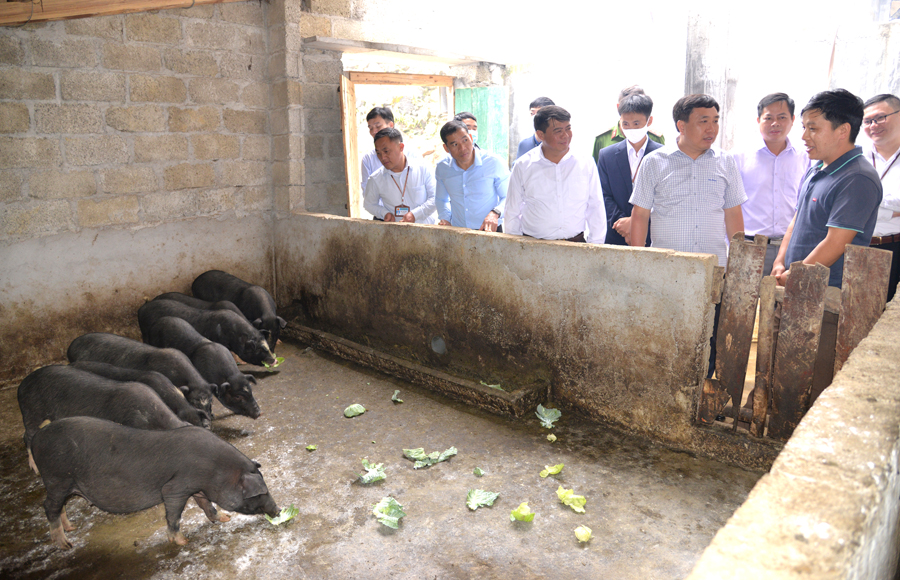 Phó Bí thư Tỉnh ủy Nguyễn Mạnh Dũng thăm mô hình chăn nuôi lợn thương phẩm tại thôn Vần Chải B
