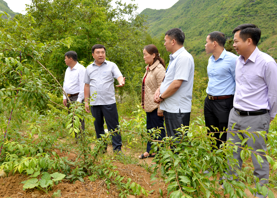 Phó Bí thư Tỉnh ủy Nguyễn Mạnh Dũng kiểm tra mô hình chuyển đổi từ trồng cây ngô sang trồng xen canh cây mận Tại thị trấn Phó Bảng