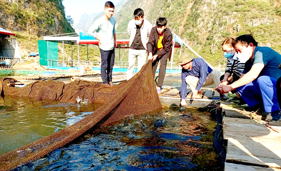 Nuôi cá lồng giúp người dân xã Khâu Vai (Mèo Vạc) nâng cao thu nhập.
