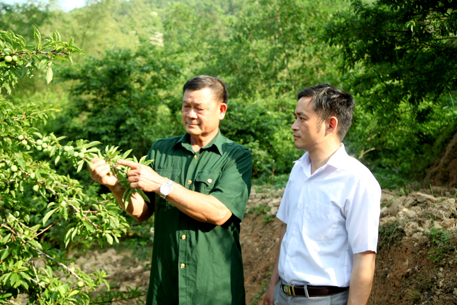 Hội viên cựu chiến binh xã Hữu Vinh tích cực cải tạo vườn tạp.

