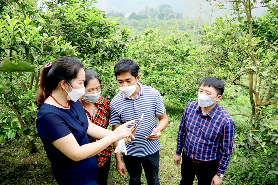 Cán bộ Hội Nông dân tỉnh hướng dẫn thành viên HTX Anh Tài, xã Vĩnh Hảo (Bắc Quang) sử dụng mạng xã hội quảng cáo cam Sành.

