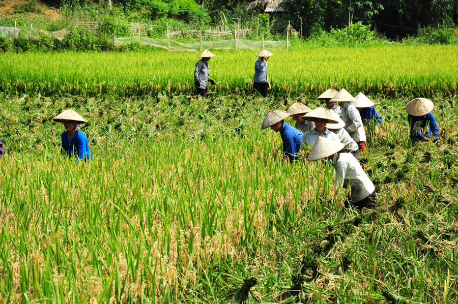 Người dân thu hoạch lúa.
