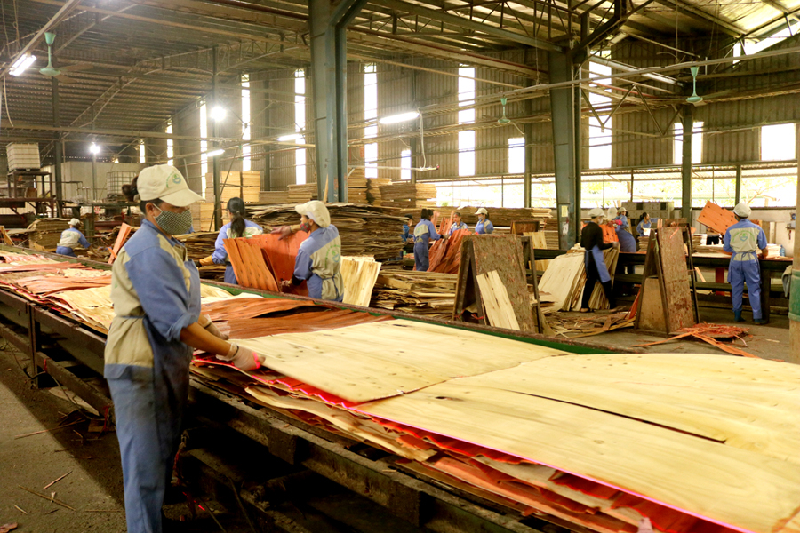 Sản xuất ván ép tại Khu công nghiệp Bình Vàng (Vị Xuyên).
