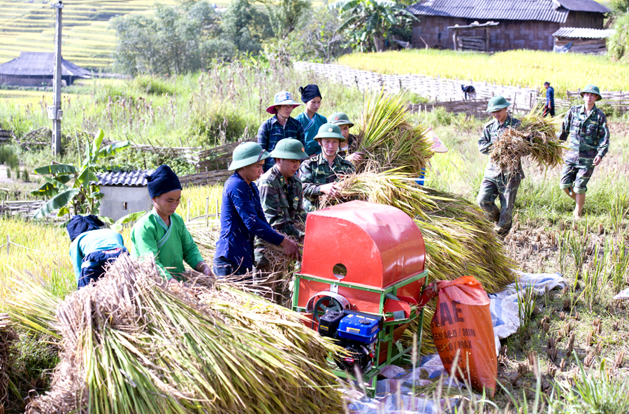 Chi đoàn Đồn Biên phòng Thàng Tín (Hoàng Su Phì) giúp nhân dân thu hoạch lúa.