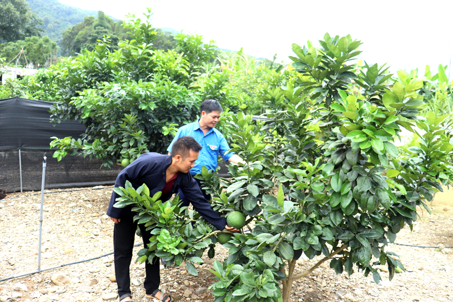 Đoàn viên Ly Mí Sình, xã Hữu Vinh (Yên Minh) thực hiện hiệu quả mô hình cải tạo vườn tạp.
