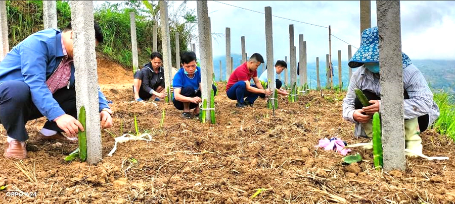 Cán bộ thị trấn Vinh Quang giúp nhân dân cải tạo vườn tạp.                                          Ảnh: NGUYỄN PHƯƠNG
