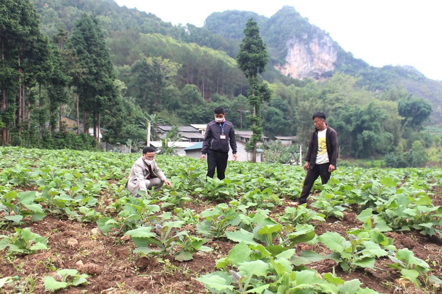  Người dân thôn Lùng Lú, thị trấn Đồng Văn tích cực chuyển đổi cơ cấu cây trồng.
